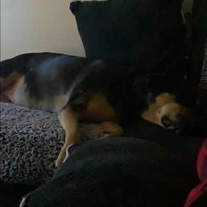 Meet your Posher, Devin